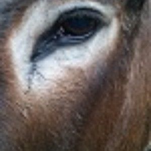 Meet your Posher, Linda